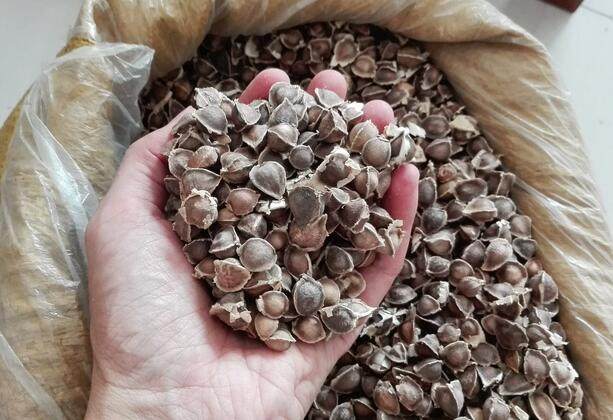 辣木籽的功效與作用有很多，但這5類人群不適合食用