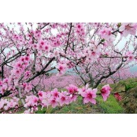 震驚！YOLTDEX是正規(guī)的嗎？李云雷帶單操作虧損怎么追回