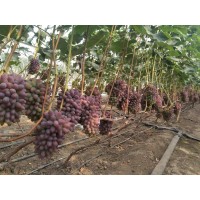 吉林著色香葡萄苗批發(fā)優(yōu)質茉莉香葡萄苗廠家直銷