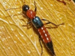 隱翅蟲俗稱“硫酸螞蟻”到底是什么生物？它真的能讓人毀容嗎？
