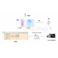 蛋白質(zhì)質(zhì)譜鑒定