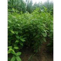 杜仲苗多少錢(qián) 最新杜仲小苗報(bào)價(jià) 哪里有杜仲小苗出售