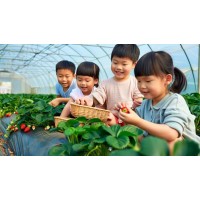 自然課堂,趣味實(shí)踐:蘇州三六六青少年草莓采摘研學(xué)營(yíng)招募中!